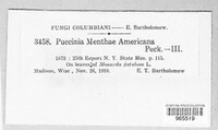 Puccinia menthae var. americana image